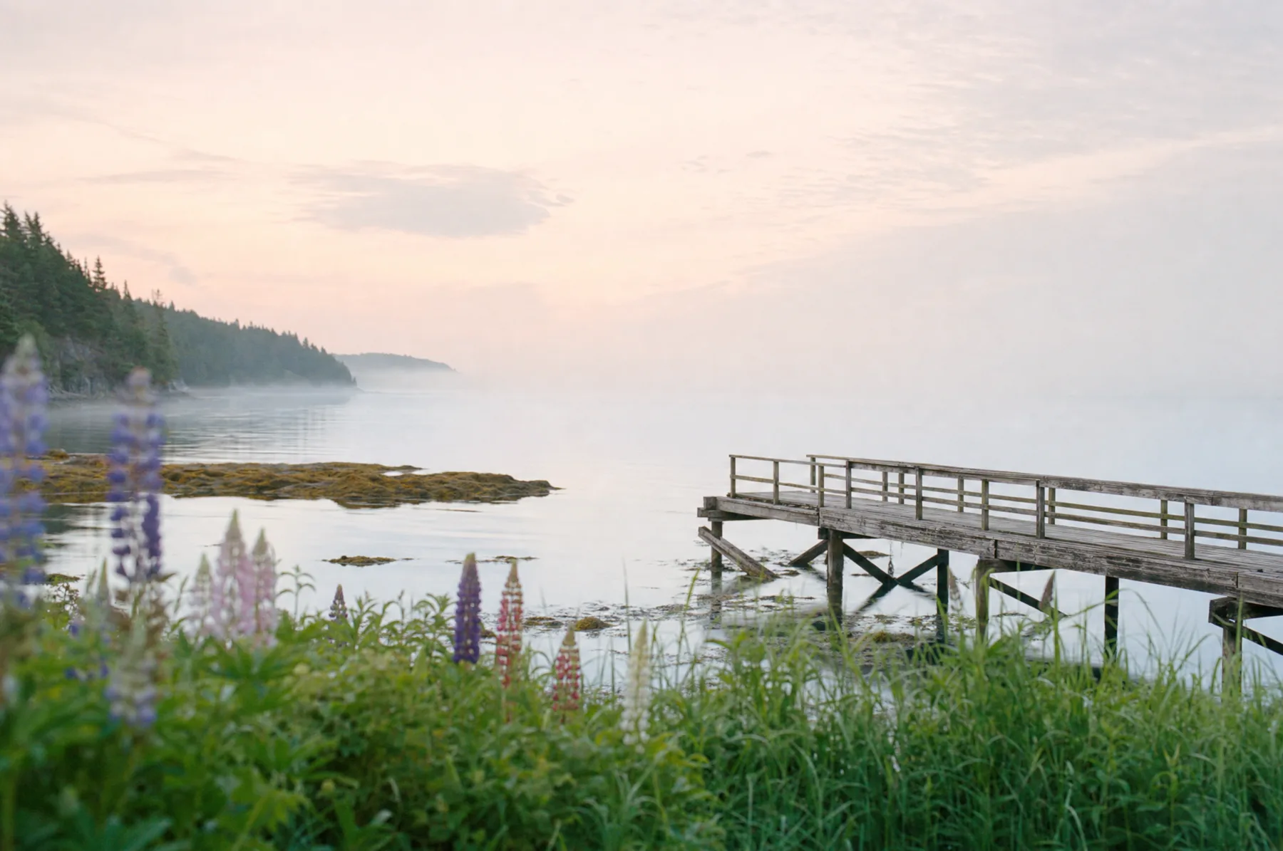 A misty New Brunswick shoreline at dawn with lupines and a weathered wooden dock
